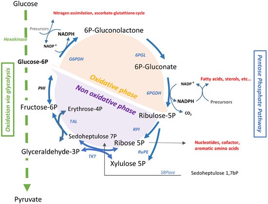  schéma de la voie des pentoses phosphates
